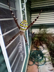 Argiope picta