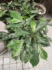 Ficus formosana