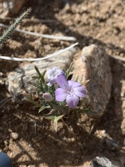 Langloisia setosissima