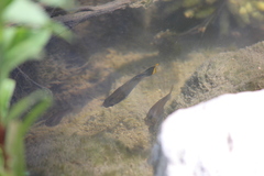 Poecilia mexicana