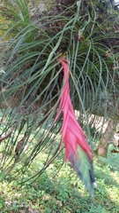 Tillandsia punctulata