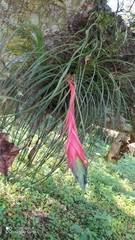 Tillandsia punctulata