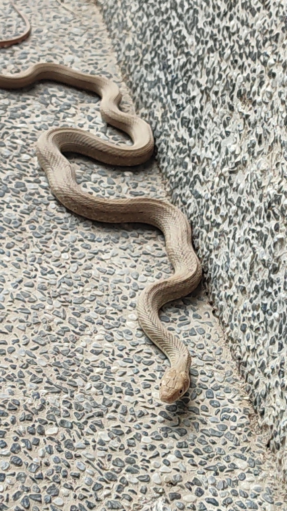 Keeled Rat Snake