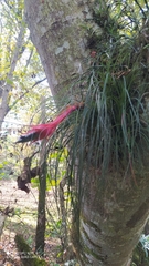 Tillandsia punctulata