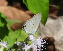 Catochrysops panormus