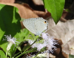 Catochrysops panormus