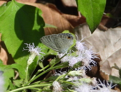 Catochrysops panormus