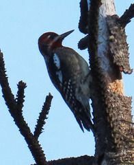 Sphyrapicus ruber × nuchalis