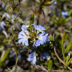 Scaevola globulifera