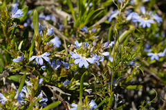 Scaevola globulifera