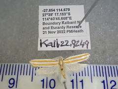 Xylorycta parabolella