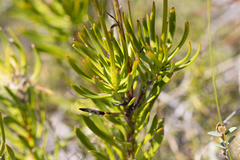 Goodenia scapigera