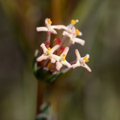 Pimelea preissii