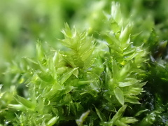 Rhynchostegium confertum