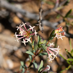 Pimelea preissii