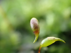 Rhynchostegium confertum