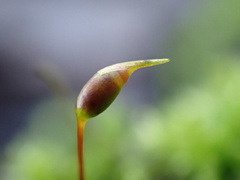 Rhynchostegium confertum