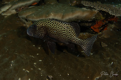 Plectorhinchus chaetodonoides