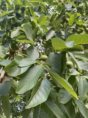 Juglans