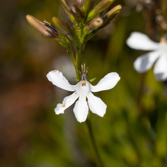 Goodenia scapigera