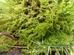 Pseudocrossidium hornschuchianum