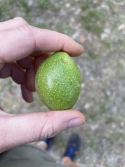 Juglans