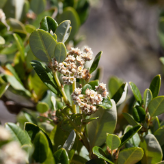 Spyridium globulosum