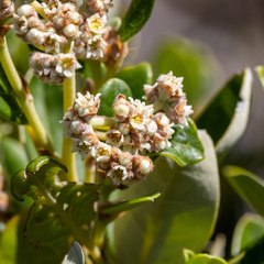 Spyridium globulosum