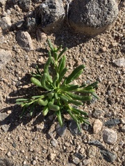 Cistanthe ambigua