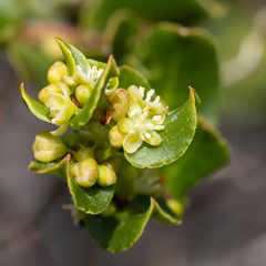 Muehlenbeckia adpressa