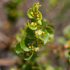 Muehlenbeckia adpressa