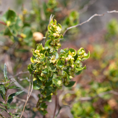 Muehlenbeckia adpressa