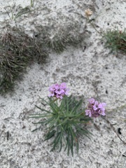 Armeria
