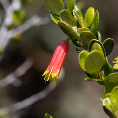 Nematolepis phebalioides