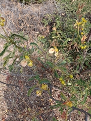 Senna auriculata