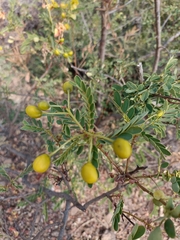 Senna auriculata
