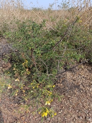 Senna auriculata