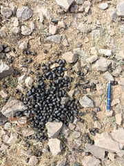 Boselaphus tragocamelus