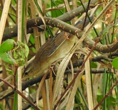 Helopsaltes certhiola
