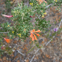 Lambertia inermis