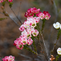 Chamelaucium megalopetalum