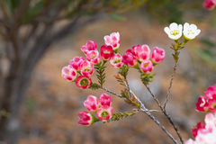 Chamelaucium megalopetalum