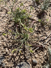 Chorizanthe brevicornu