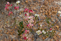 Chamelaucium megalopetalum