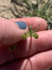Chorizanthe brevicornu