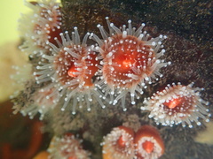 Corynactis californica