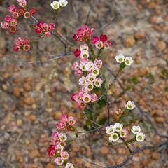Chamelaucium megalopetalum