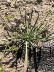 Chorizanthe brevicornu