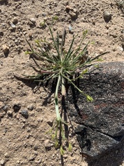 Chorizanthe brevicornu