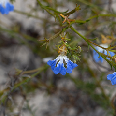 Lechenaultia heteromera